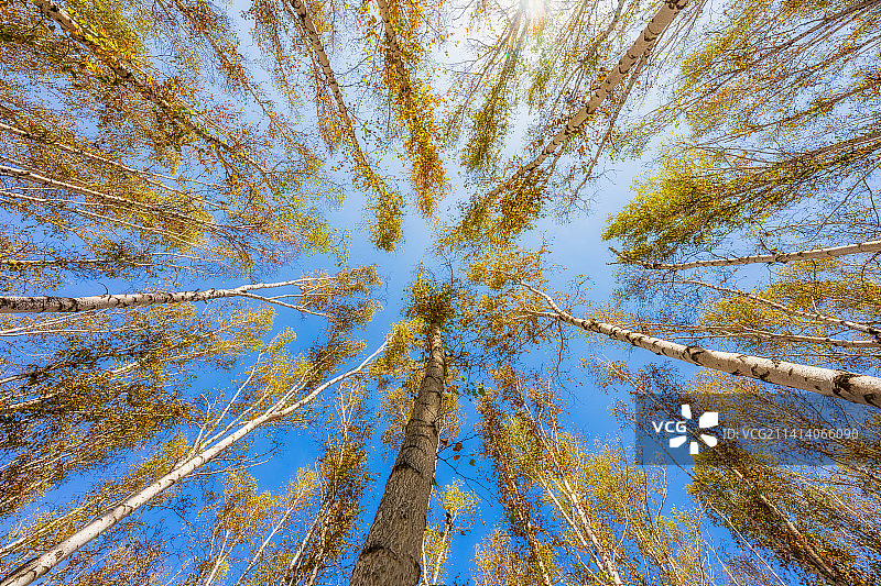 内蒙古呼伦贝尔市额尔古纳市白桦林景区秋季白桦树森林正下方视角图片素材