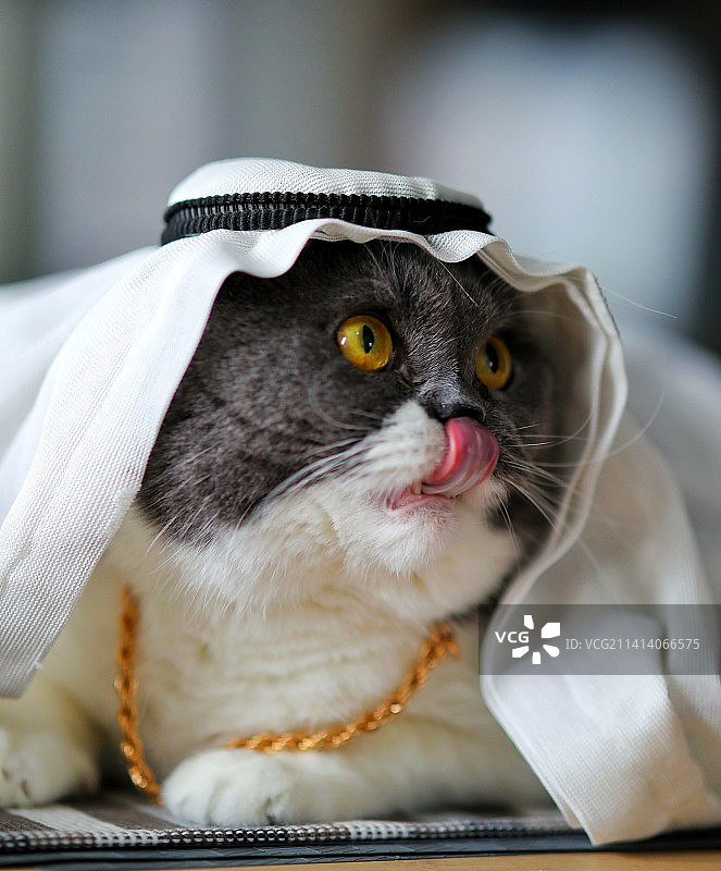 嘟哒哒王子图片素材