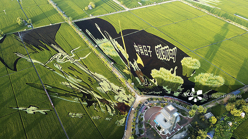 夏日，航拍沈阳一处叫做“稻梦空间”的旅游景点，田野里的稻田画栩栩如生，绿意盎然。图片素材