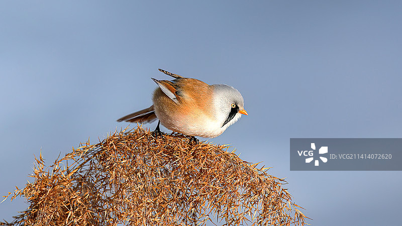 文须雀图片素材
