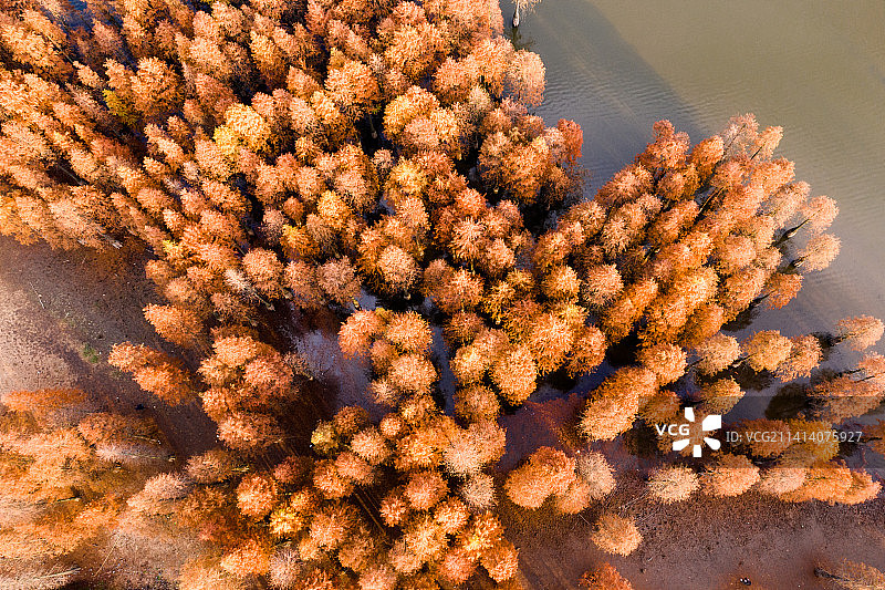 航拍中国南京六合大泉湖池杉-5图片素材