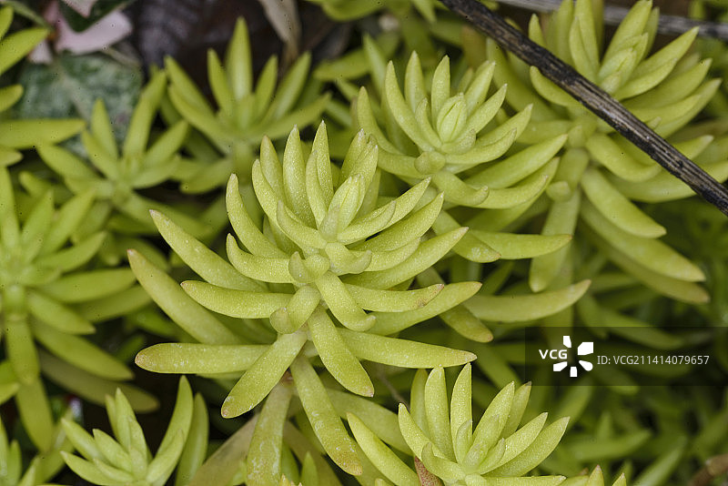 佛甲草图片素材