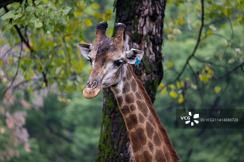 长颈鹿Giraffa camelopardalis图片素材