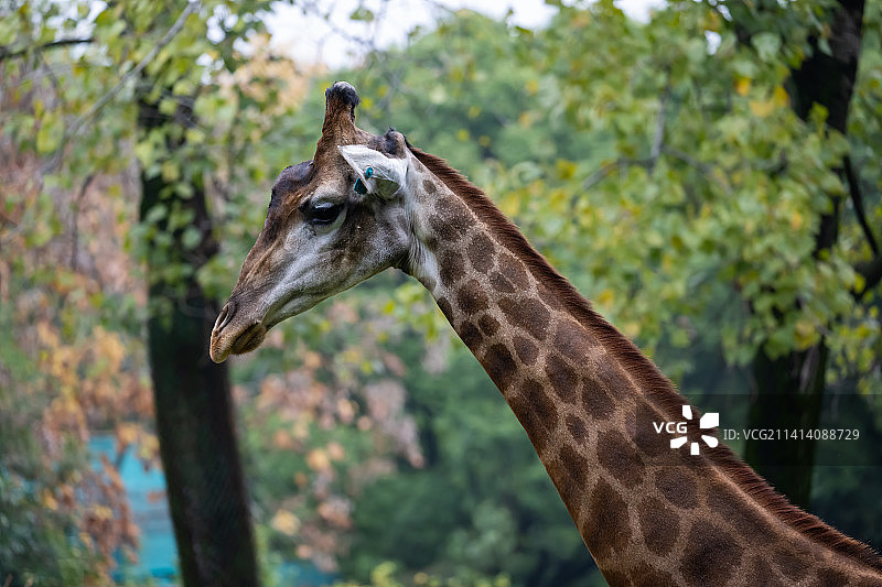 长颈鹿Giraffa camelopardalis图片素材