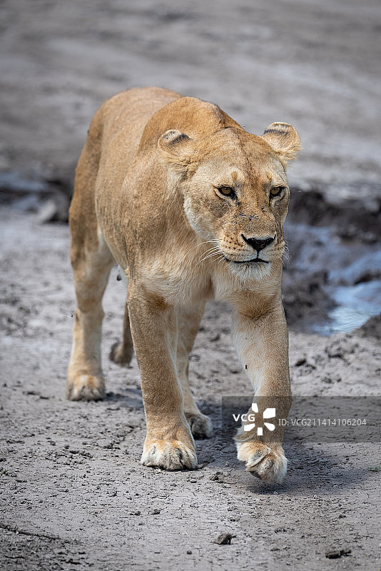 母狮走向相机，在坦桑尼亚伊蒂利马的泥地上图片素材