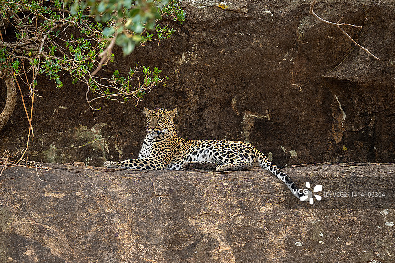 肯尼亚灌木丛中休息的猎豹图片素材