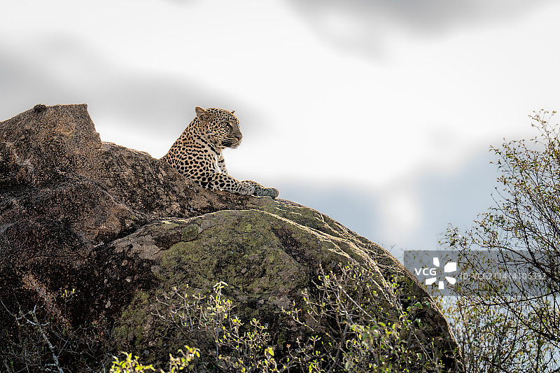 肯尼亚，树木上方岩石露头上的豹子图片素材