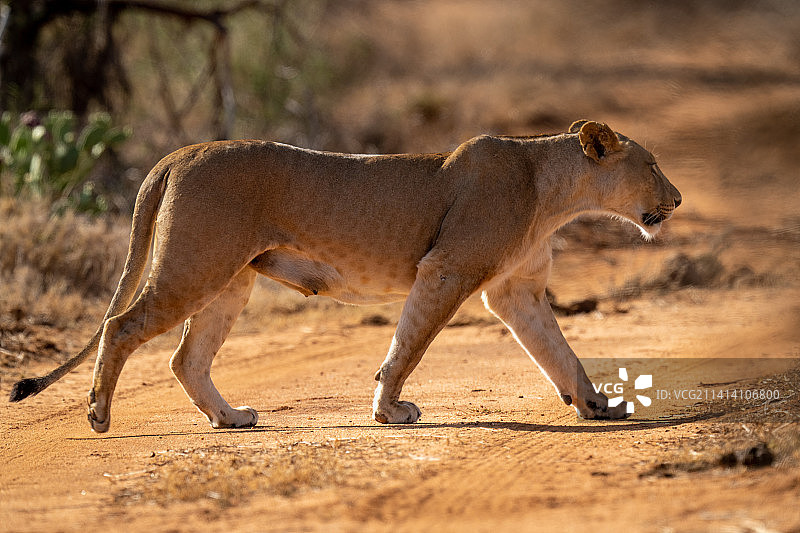 肯尼亚，母狮抬后爪穿过土路图片素材