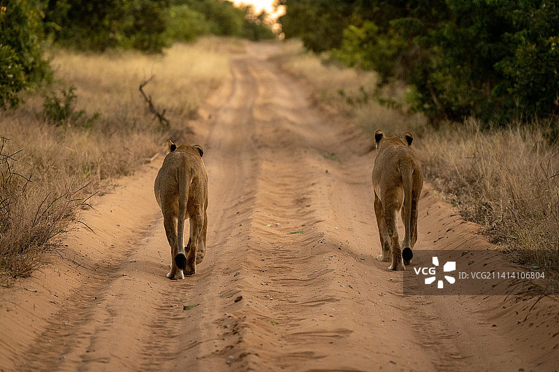 博茨瓦纳：母狮在路上远离相机图片素材