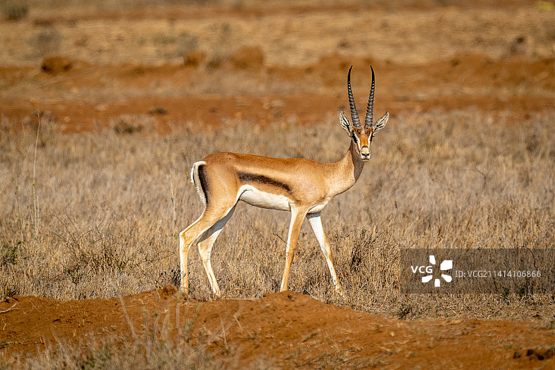 格氏瞪羚站在岸边观察相机，肯尼亚图片素材