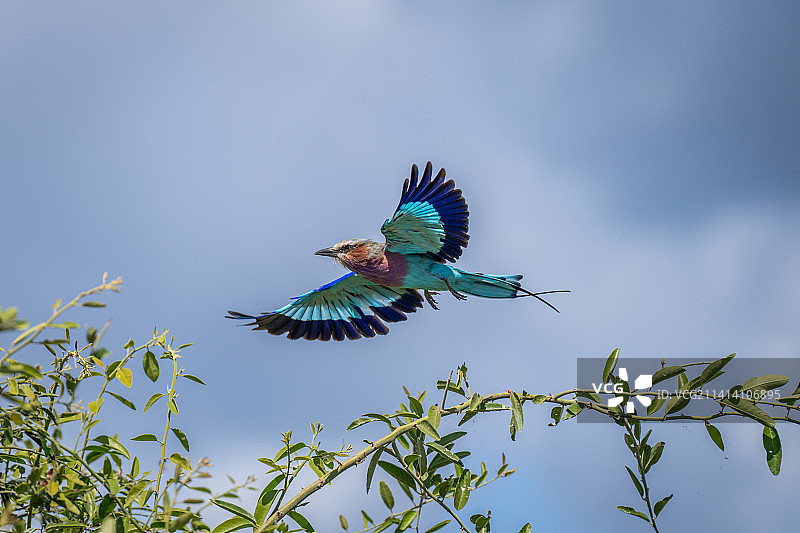 紫胸佛法僧飞过阳光下的树，博茨瓦纳图片素材