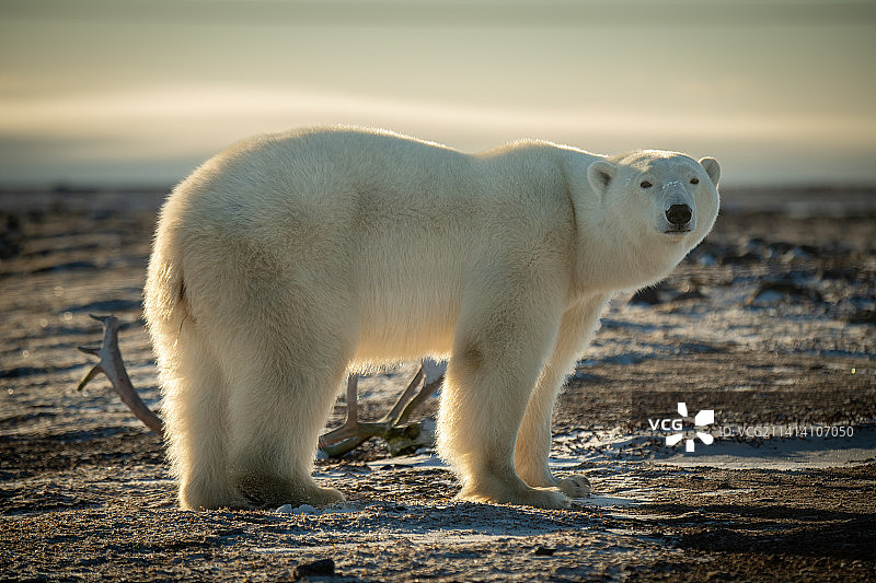 北极熊站在鹿角旁，侧面轮廓，加拿大努纳武特省阿维亚特图片素材