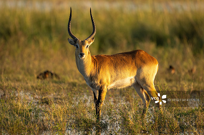 博茨瓦纳，站在洪泛区的雄性红弯角羚图片素材