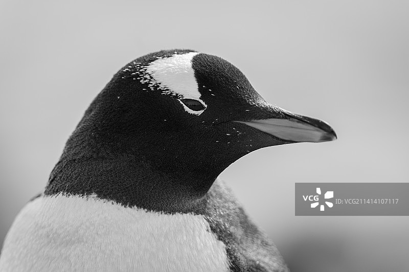 南极洲巴布亚企鹅的特写图片素材