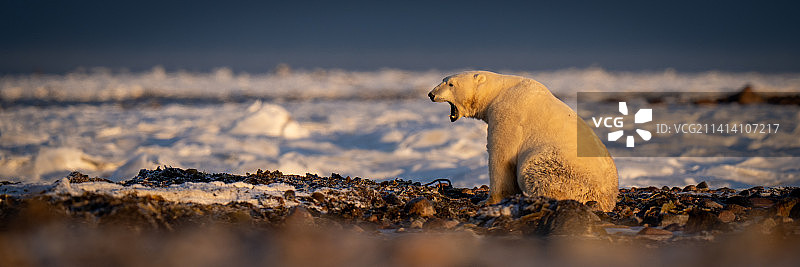 北极熊坐在苔原上的全景，阿维亚特，努纳武特，加拿大图片素材
