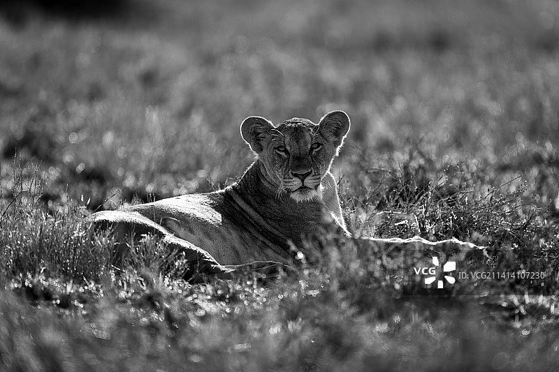 单色母狮卧于肯尼亚草地注视镜头图片素材