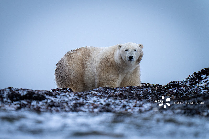 站在海带中的北极熊（加拿大努纳武特地区阿维亚特）图片素材