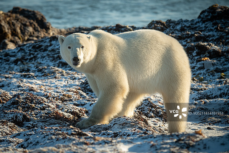 加拿大努纳武特地区阿维亚特苔原上盯着镜头的北极熊图片素材