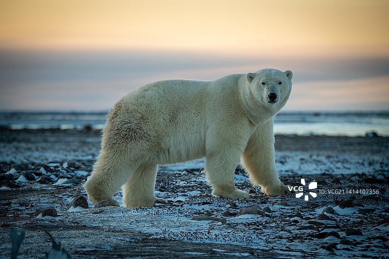 站在平坦雪地苔原上的北极熊，加拿大努纳武特地区阿里维亚特图片素材