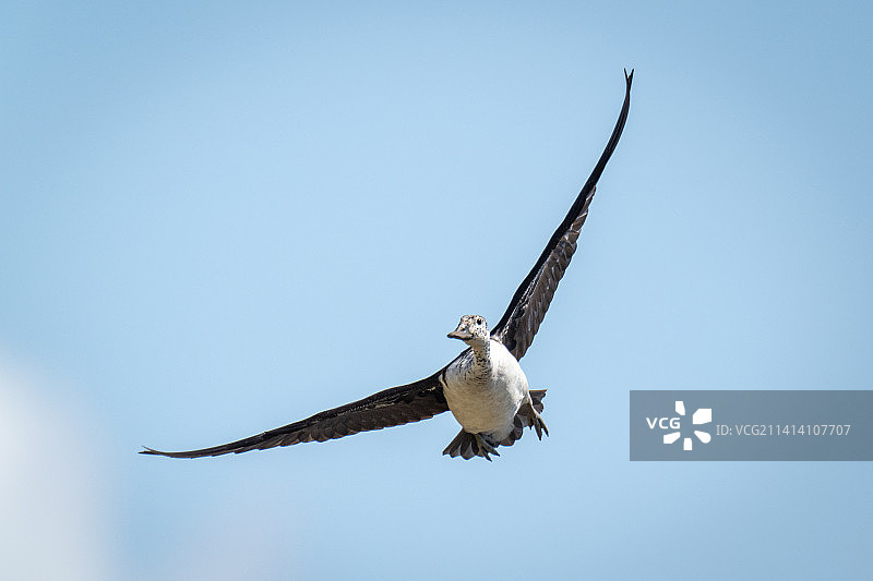 博茨瓦纳清澈蓝天下的距翅雁图片素材