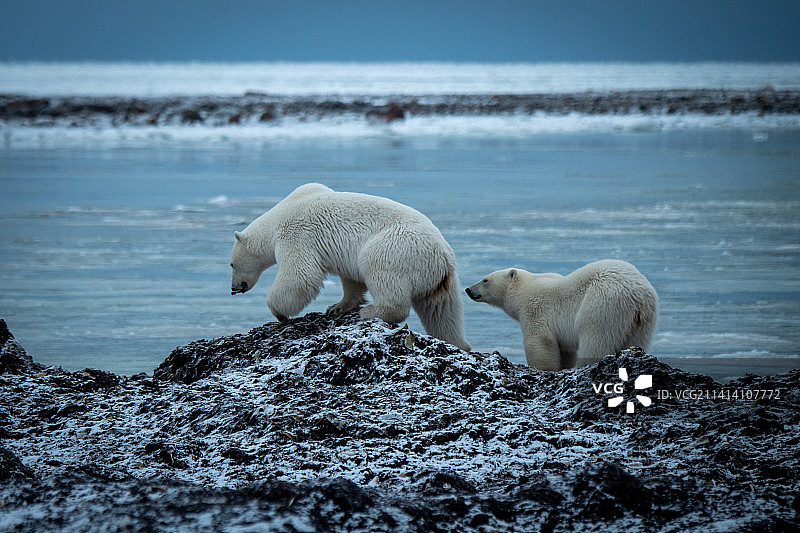 加拿大努纳武特：北极熊与幼崽在岸边同行图片素材