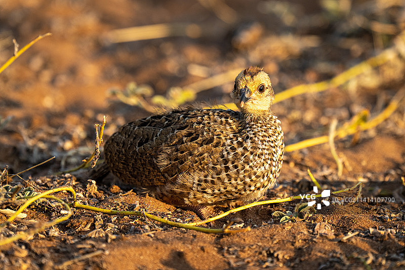 博茨瓦纳斯温氏鹧鸪幼鸟注视镜头图片素材