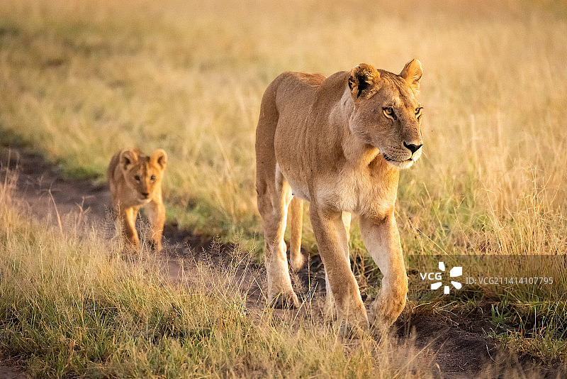 母狮带着幼崽走在坦桑尼亚塞伦盖蒂国家公园的沙地上图片素材