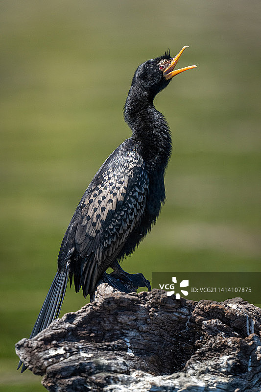 鸬鹚在枯枝上张开嘴，博茨瓦纳图片素材