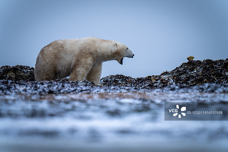 站在苔原上张开嘴的北极熊图片素材