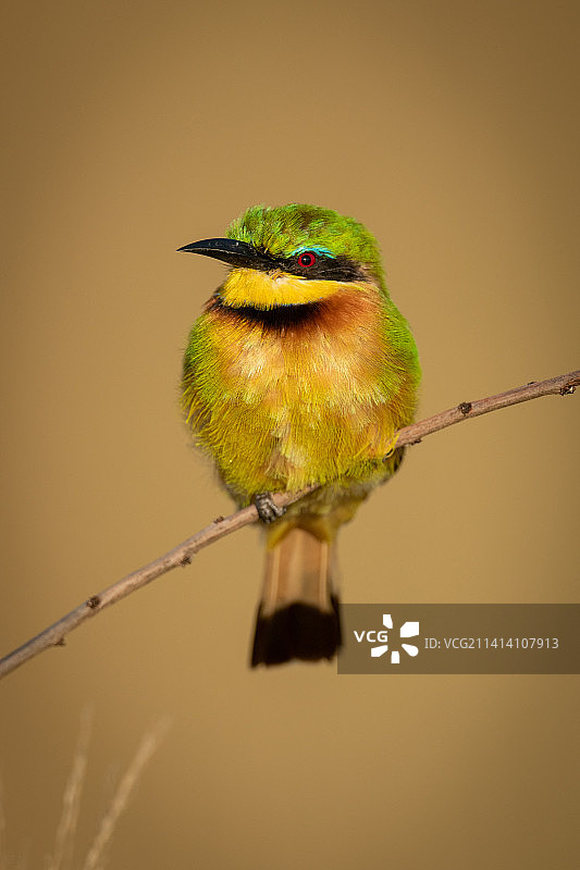 坦桑尼亚奥洛洛索克万树枝上的小蜂虎图片素材