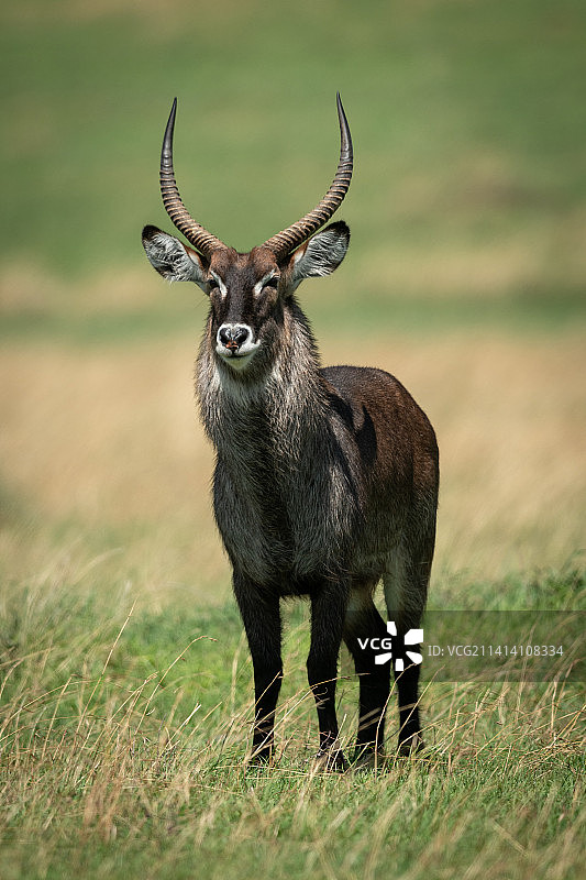 坦桑尼亚奥洛索克万阳光照耀的草原上站立的德法萨水羚图片素材