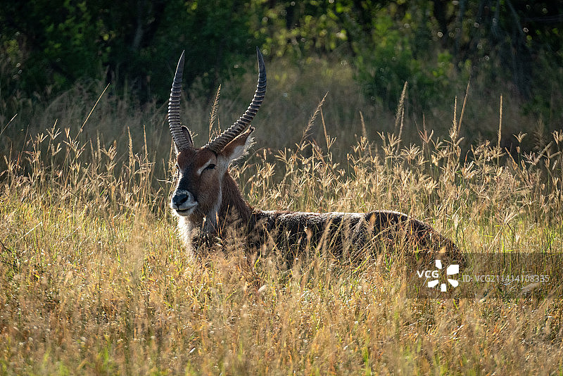 雄性德法萨水羚躺在坦桑尼亚奥洛洛索夸恩的长草中图片素材