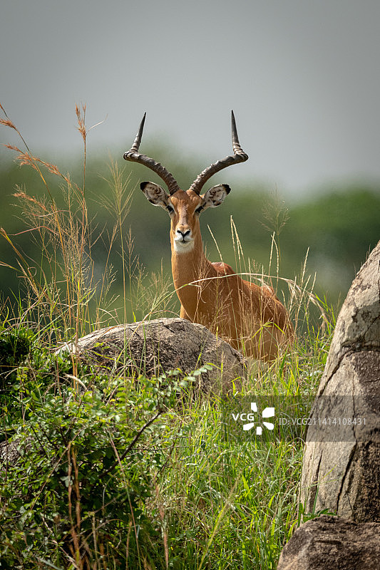 雄性黑斑羚图片素材
