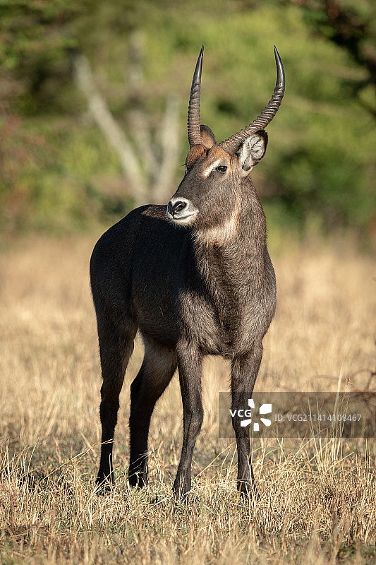 雄性德法萨水羚盯着镜头，坦桑尼亚奥洛洛索克万图片素材