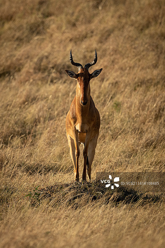 雄性狷羚在坦桑尼亚奥洛索克万的草地上展示自己图片素材