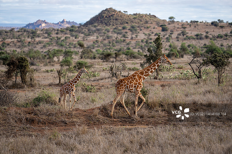 网纹长颈鹿带着小长颈鹿穿过肯尼亚的稀树草原图片素材