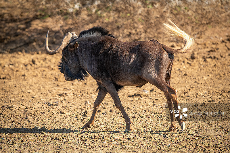 角马摇着尾巴穿过纳米比亚奥乔宗朱帕地区的岩石盆地图片素材