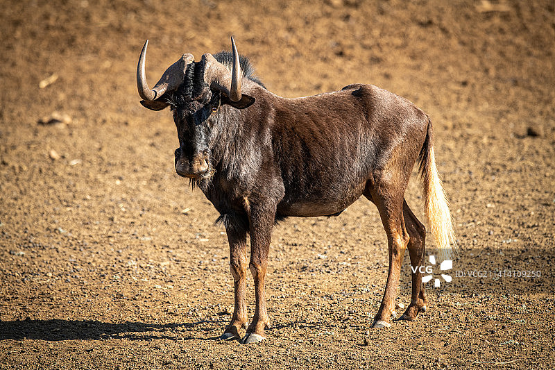在纳米比亚奥乔宗朱帕地区的裸露岩石盆地中站立的黑牛羚图片素材