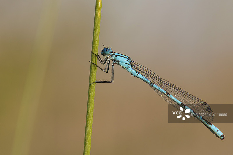 棕色背景上的蓝色蜻蜓图片素材