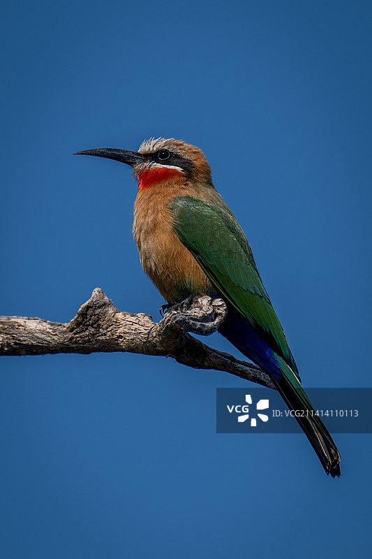 博茨瓦纳，翠鸟栖息在树枝上，以蔚蓝天空为背景的特写图片素材