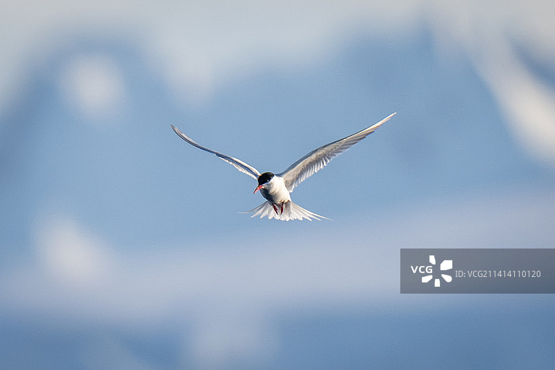 南极燕鸥在冰山背景下飞行图片素材