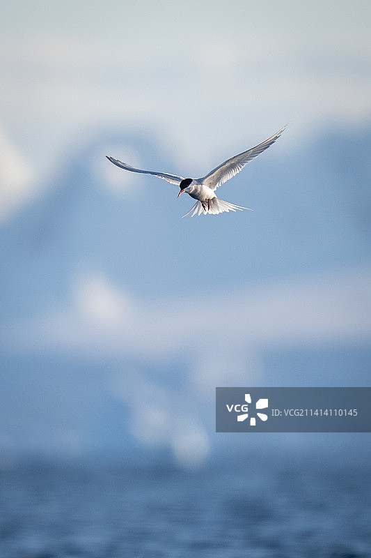 南极燕鸥飞过南极洲的山丘图片素材
