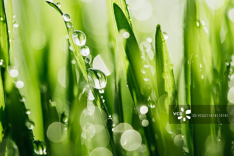 带露水的湿润翠绿草地背景图片素材