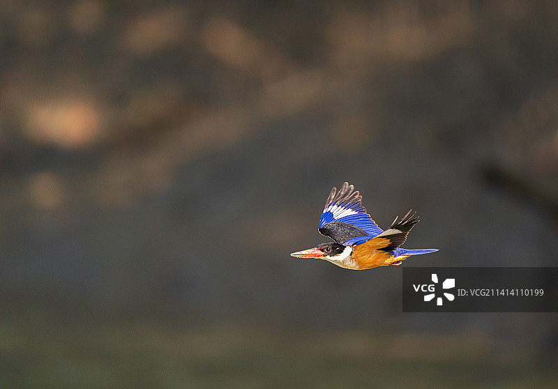 翠鸟户外飞翔特写，印度西孟加拉邦加尔各答图片素材