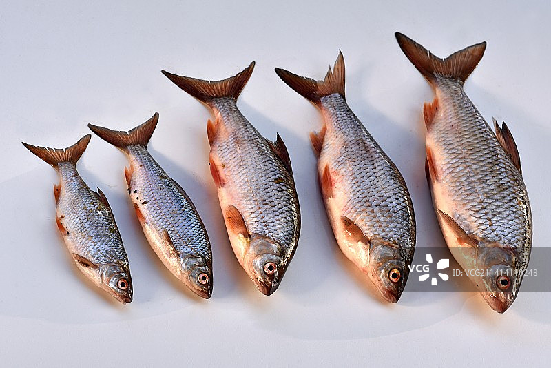 法国白底鱼类特写图片素材