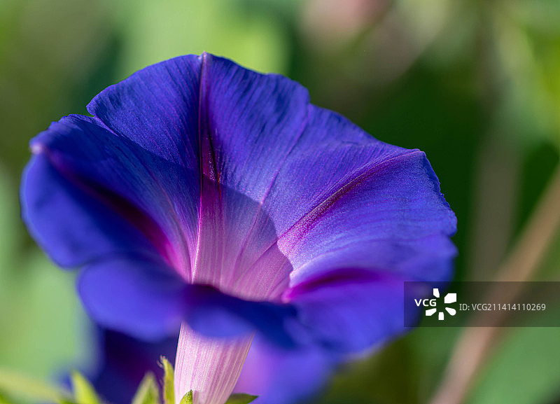 紫色番红花特写，利沃夫州，乌克兰图片素材