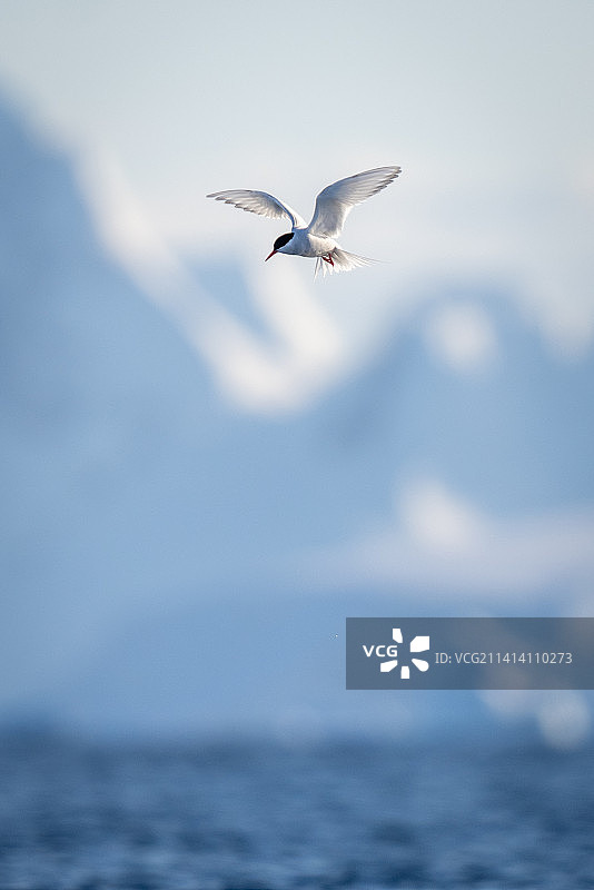 南极燕鸥与冰川背景，南极洲图片素材