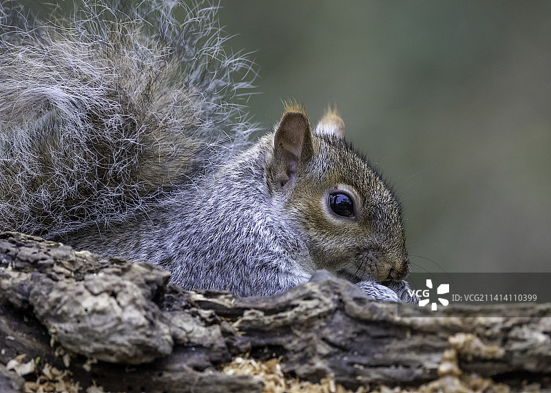 灰色松鼠藏在原木后，英国彼得伯勒图片素材