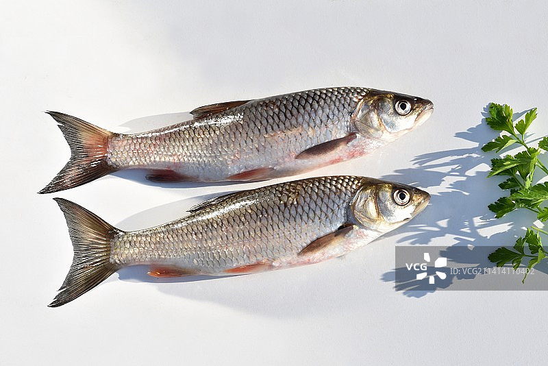 法国白色背景下的鱼特写图片素材
