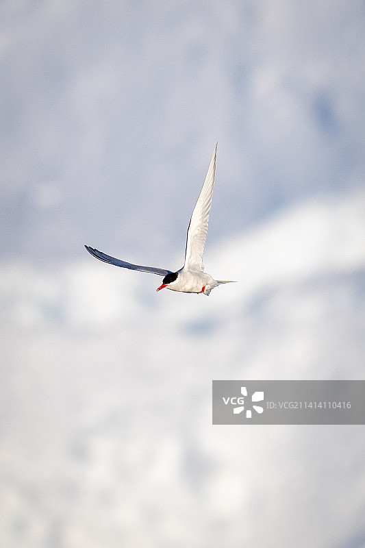 南极燕鸥飞过冰山，振翅高飞图片素材